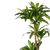 Διακοσμητικό φυτό Dracaena I σε γλάστρα Inart  πράσινο pp Υ170εκ - ΤΕΧΝΗΤΑ ΦΥΤΑ στο Milonadakis.gr