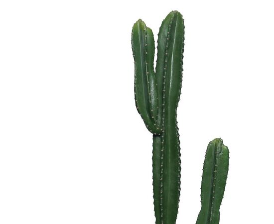 Διακοσμητικό φυτό Cactus I σε γλάστρα Inart πράσινο pp Υ155εκ - ΤΕΧΝΗΤΑ ΦΥΤΑ στο Milonadakis.gr