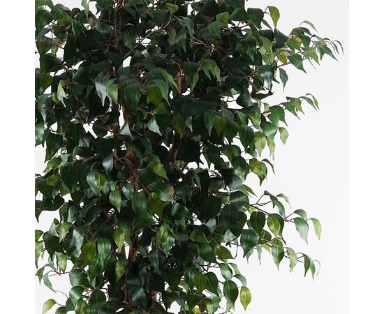 Διακοσμητικό φυτό σε γλάστρα Banyan Inart πράσινο Φ95x180εκ - ΤΕΧΝΗΤΑ ΦΥΤΑ στο Milonadakis.gr