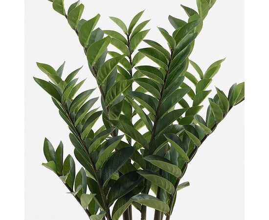 Διακοσμητικό φυτό σε γλάστρα Zamia Inart πράσινο Φ52x88εκ - ΤΕΧΝΗΤΑ ΦΥΤΑ στο Milonadakis.gr